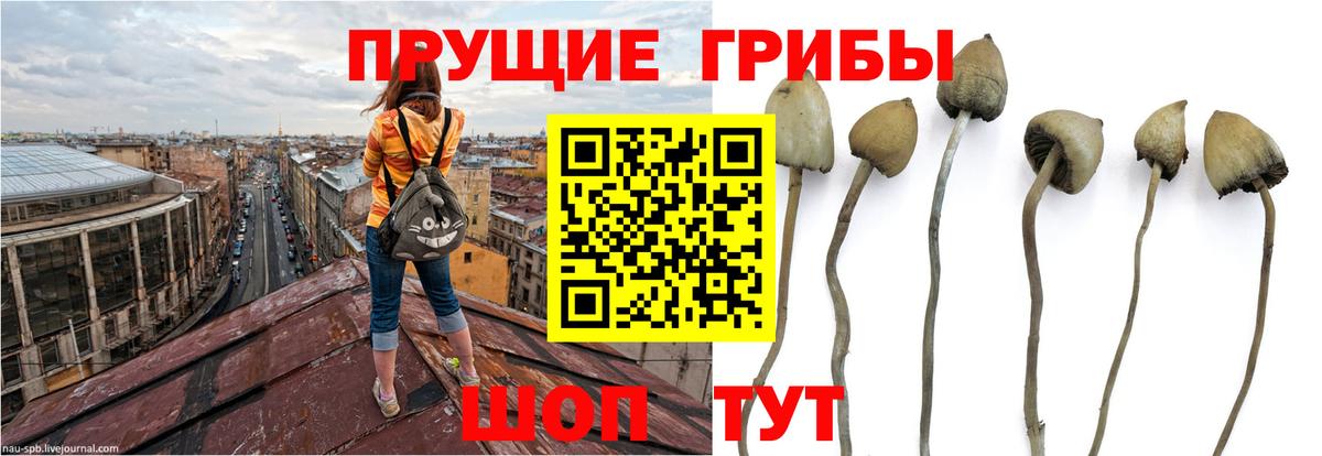 Галлюциногенные грибы Psilocybine cubensis  Вход с VPN  Моздок 